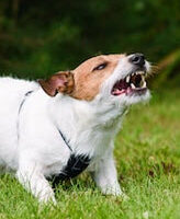Dog6 Dog6