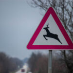 Caution Sign Deer Crossing Caution Sign Deer Crossing
