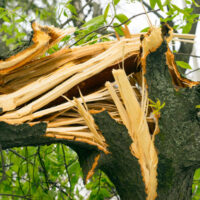 FallenTree2 FallenTree2