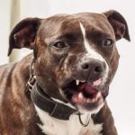 Dog_Pitbull2 Dog_Pitbull2